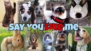 Pets mep (Say you like me)