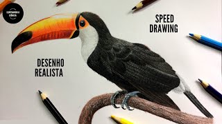 ✅ [SPEED  DRAWING] desenho hiper realista de um tucano
