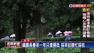 雲霧繚繞福壽山農場 「茶界LV」防偽問世－民視新聞