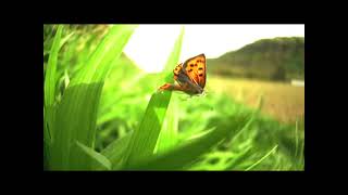 The Small Copper（Lycaena phlaeas）in Flight High speed Video