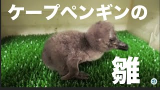 【ケープペンギン】ヒナが誕生しました！【サンシャイン水族館】