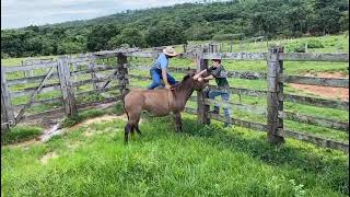 Valmir Freitas amansando Burro bravo