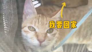 鱼蛋真的好怂啊，家有萌宠，猫咪的迷惑行为