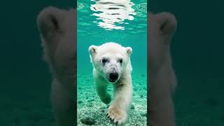 🐻‍❄️ Adorable Polar Bear Cub Swimming Underwater! Playful \u0026 Curious Moment 🌊❄️