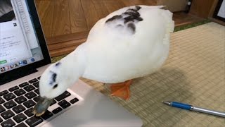 メカ大好きコールダック　My pet call duck loves a machine.