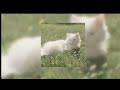 A clarification [ sped up + reverb ] || Muhammad al muqit | arabic nasheed