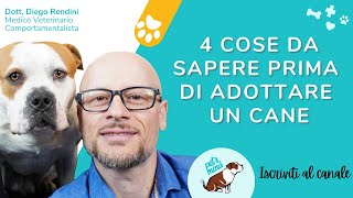 4 cose da sapere prima di adottare un cane