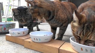 犬と猫の日常 夏もガッツリいただきます Good  Appetite in Summer