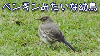 ペンギンみたいなセキレイの幼鳥 子ども かわいい 野鳥観察 セグロセキレイ ハクセキレイ Cute baby wagtail. penguin