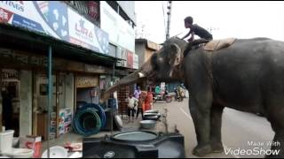 চাঁদাবাজির নামে হাতি ব্যবহার।