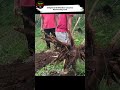 simple and effective cassava harvesting tool farming harvest shorts