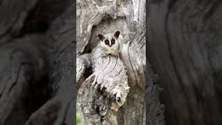 An Adorable Lesser Bushbaby...!!