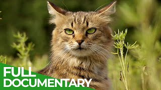 Wildlife Takeover: How Animals Reclaimed Chernobyl | Free Documentary Nature