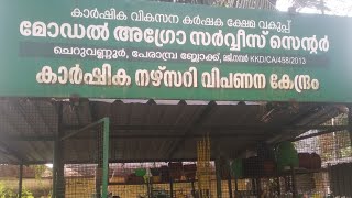 ഞങ്ങളുടെ വീടിനടുത്തുള്ള കാർഷിക നഴ്‌സറി ഒന്ന് കണ്ടാലോ.../ SAJI'S VLOG