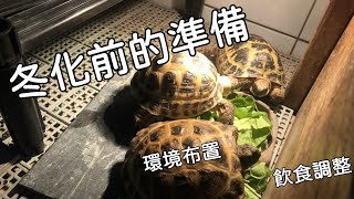 四指陸龜繁殖全紀錄EP.2(冬化前的準備)【九桃分享養爬蟲-《Reptiles》】