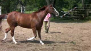 RTM Pleasure Mare FOR SALE