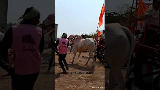 terabandi race||ತಳಕಟ್ನಾಳ ರೈಫಲ್ ಜಮಖಂಡಿ ತೆರಬಂಡಿ ಮೈದಾನ🚩#karnataka #terabandirace #bull #janapada #2024