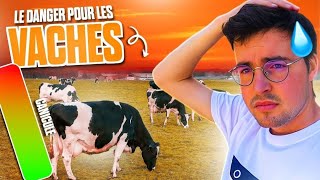 La canicule et les vaches ! 🥵⚠️🙌