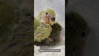 可愛いコザクラインコの雛ちゃん🐣💕