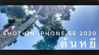 ยะรัง ตอนที่ 3 ดงต้นหยี Shot on iPhone se 2020xGimbal DJI  OM4 30fps