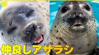 【仲良しアザラシ】2頭で引っ越し ”ショー”の後継者に