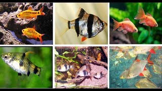 Popular Barbs Fish For Aquarium