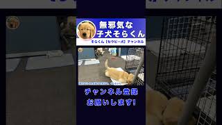 【ゴールデンレトリバー/子犬】無邪気な見習いセラピー犬そらくん編　#shortsvideo