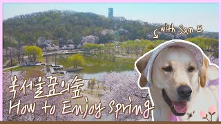 [4K/ENG sub] 북서울꿈의숲의 봄을 소개합니다🌸 (Seoul Travel) ㅣ서울의 공원