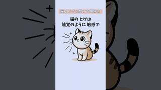 猫のヒゲに関する雑学① #雑学 #1分間 「VOICEVOX:ずんだもん」