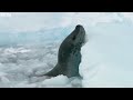 Tiny Penguin Makes a Deadly Dash From Giant Leopard Seal  Seven Worlds, One Planet  BBC Earth