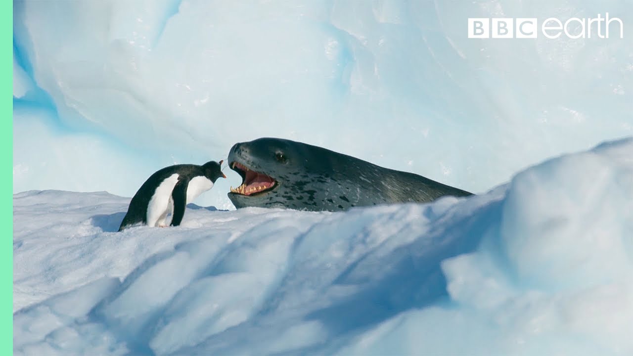 Tiny Penguin Makes A Deadly Dash From Giant Leopard Seal | Seven Worlds ...