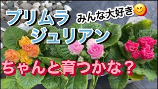 プリムラジュリアン　上手に植え付ける　#育て方#植え付け方