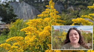 Kansas City Keystone Species - Best Native Plants for your Garden | Deep Roots