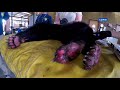 bear burned in carr fire undergoes unique therapy