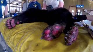 Bear burned in Carr Fire undergoes unique therapy