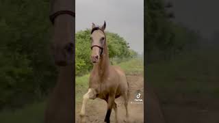 Great Horse Sodagar || #سوداگر || #shorts