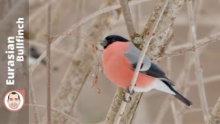 Male Eurasian BullFinch (Pyrrhula pyrrhula)