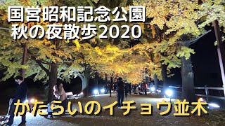 国営昭和記念公園「秋の夜散歩2020（かたらいのイチョウ並木）」