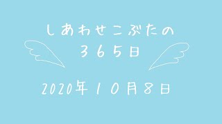 株式会社SCRIT「しあわせこぶたの３６５日」１０/８