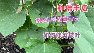 种佛手瓜｜种合掌瓜｜如何修剪枝叶是高产质优的关键How to trim