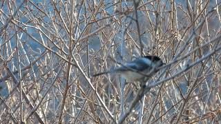 Chickadee alarm calls in response to Northern Shrike