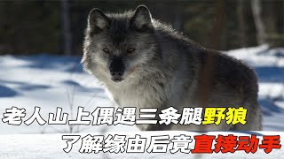 东北老人上山采药，发现三条腿的野狼，了解缘由后竟直接动手 #动物世界 #自然传奇 #大自然 #動物 #動物故事 #野生動物 #動物反殺 #万物有光 #动物世界 #自然传奇 #大自然 #動物 #動物故