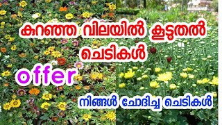 കുറഞ്ഞവിലയിൽ ചെടികൾ 🔥🔥// online plants/ Indoor, Outdoor