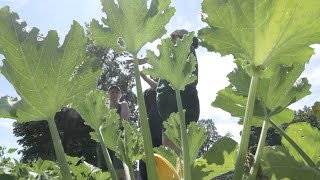 1/3 A YEAR IN THE LIFE OF MONTREAL'S CITY FARM SCHOOL.