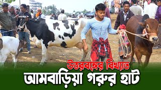 বাংলাদেশের বিখ্যাত আমবাড়িয়া হাট : বাছুর থেকে গাভী, সবই পাবেন এখানে