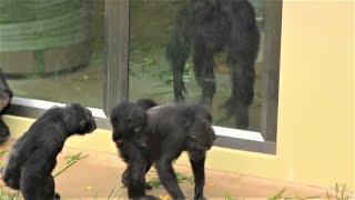 リュウ家族と双子ガール  221  Ryu family \u0026 twin girls  chimpanzee