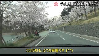 【HD】 埼玉 桜・道の駅巡りドライブ  「Saitama Cherry blossoms and Roadside station drive」