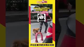 狗狗模範老人走路！狗狗跟著老人，模範其顫顫巍巍走路姿勢#狗狗#修狗#走路#一瘸一拐#顫顫巍巍#模範