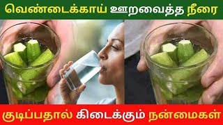 வெண்டைக்காய் நீர் மருத்துவ பயன்கள் Health Benefits of Ladys Finger Water | Okra for diabetes | Tamil