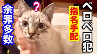 飼い主が家に帰ると戯れて最後はロケットになる子猫 「ジルベール成長記」